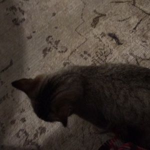 Meet your Posher, Jenn